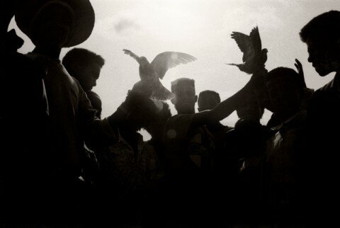 Birds in Ethiopia - by Pádraig Grant.