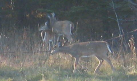 Dádýr við aðalgötuna við Minnisóta