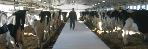 Kýr á sveitabýli rétt við Gimli