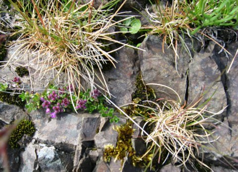 Boulder Stones - patterns of nature