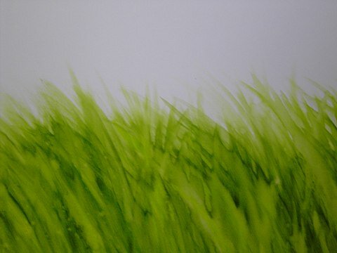 Senin Arenz - Gras